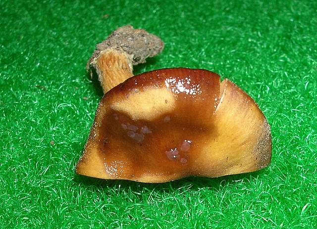 Cortinarius spec. Cod.:2392-7
